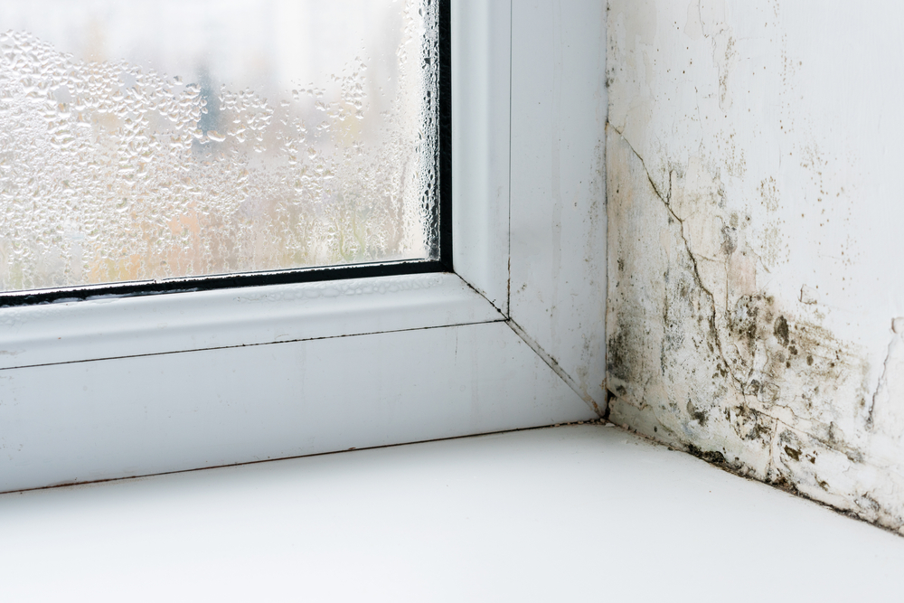 how to remove mould on windows